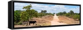 Awesome South Africa Collection Panoramic - Road in the Savannah-Philippe Hugonnard-Framed Stretched Canvas