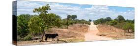 Awesome South Africa Collection Panoramic - Road in the Savannah-Philippe Hugonnard-Stretched Canvas