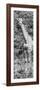 Awesome South Africa Collection Panoramic - Rothschild Giraffe B&W-Philippe Hugonnard-Framed Photographic Print