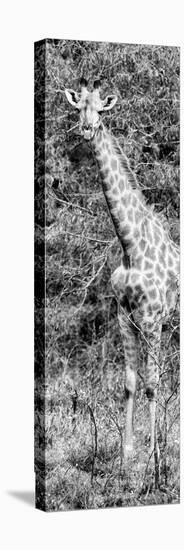 Awesome South Africa Collection Panoramic - Rothschild Giraffe B&W-Philippe Hugonnard-Stretched Canvas