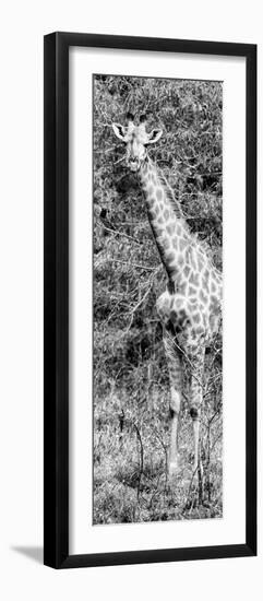 Awesome South Africa Collection Panoramic - Rothschild Giraffe B&W-Philippe Hugonnard-Framed Photographic Print