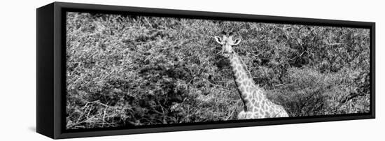 Awesome South Africa Collection Panoramic - Rothschild Giraffe II B&W-Philippe Hugonnard-Framed Stretched Canvas