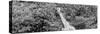 Awesome South Africa Collection Panoramic - Rothschild Giraffe II B&W-Philippe Hugonnard-Stretched Canvas