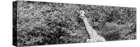 Awesome South Africa Collection Panoramic - Rothschild Giraffe II B&W-Philippe Hugonnard-Stretched Canvas