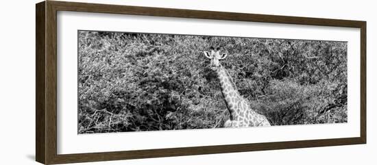 Awesome South Africa Collection Panoramic - Rothschild Giraffe II B&W-Philippe Hugonnard-Framed Photographic Print