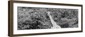 Awesome South Africa Collection Panoramic - Rothschild Giraffe II B&W-Philippe Hugonnard-Framed Photographic Print