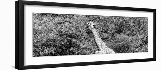 Awesome South Africa Collection Panoramic - Rothschild Giraffe II B&W-Philippe Hugonnard-Framed Photographic Print