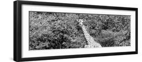 Awesome South Africa Collection Panoramic - Rothschild Giraffe II B&W-Philippe Hugonnard-Framed Photographic Print