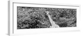 Awesome South Africa Collection Panoramic - Rothschild Giraffe II B&W-Philippe Hugonnard-Framed Photographic Print