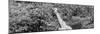 Awesome South Africa Collection Panoramic - Rothschild Giraffe II B&W-Philippe Hugonnard-Mounted Photographic Print