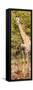 Awesome South Africa Collection Panoramic - Rothschild Giraffe-Philippe Hugonnard-Framed Stretched Canvas