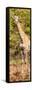 Awesome South Africa Collection Panoramic - Rothschild Giraffe-Philippe Hugonnard-Framed Stretched Canvas