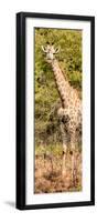 Awesome South Africa Collection Panoramic - Rothschild Giraffe-Philippe Hugonnard-Framed Photographic Print