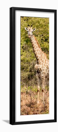 Awesome South Africa Collection Panoramic - Rothschild Giraffe-Philippe Hugonnard-Framed Photographic Print