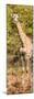 Awesome South Africa Collection Panoramic - Rothschild Giraffe-Philippe Hugonnard-Mounted Photographic Print
