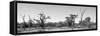 Awesome South Africa Collection Panoramic - Savanna in Kruger Park B&W-Philippe Hugonnard-Framed Stretched Canvas
