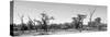 Awesome South Africa Collection Panoramic - Savanna in Kruger Park B&W-Philippe Hugonnard-Stretched Canvas