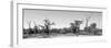 Awesome South Africa Collection Panoramic - Savanna in Kruger Park B&W-Philippe Hugonnard-Framed Photographic Print