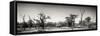 Awesome South Africa Collection Panoramic - Savanna in Kruger Park II-Philippe Hugonnard-Framed Stretched Canvas