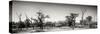 Awesome South Africa Collection Panoramic - Savanna in Kruger Park II-Philippe Hugonnard-Stretched Canvas