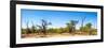 Awesome South Africa Collection Panoramic - Savanna in Kruger Park-Philippe Hugonnard-Framed Photographic Print