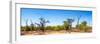 Awesome South Africa Collection Panoramic - Savanna in Kruger Park-Philippe Hugonnard-Framed Photographic Print