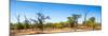 Awesome South Africa Collection Panoramic - Savanna in Kruger Park-Philippe Hugonnard-Mounted Photographic Print