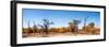 Awesome South Africa Collection Panoramic - Savanna in Kruger Park-Philippe Hugonnard-Framed Photographic Print