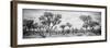 Awesome South Africa Collection Panoramic - Savanna Landscape B&W-Philippe Hugonnard-Framed Photographic Print