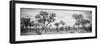 Awesome South Africa Collection Panoramic - Savanna Landscape B&W-Philippe Hugonnard-Framed Photographic Print