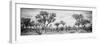 Awesome South Africa Collection Panoramic - Savanna Landscape B&W-Philippe Hugonnard-Framed Photographic Print