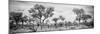 Awesome South Africa Collection Panoramic - Savanna Landscape B&W-Philippe Hugonnard-Mounted Photographic Print