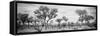 Awesome South Africa Collection Panoramic - Savanna Landscape B&W-Philippe Hugonnard-Framed Stretched Canvas