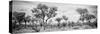Awesome South Africa Collection Panoramic - Savanna Landscape B&W-Philippe Hugonnard-Stretched Canvas