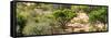 Awesome South Africa Collection Panoramic - Savanna Landscape II-Philippe Hugonnard-Framed Stretched Canvas