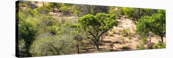 Awesome South Africa Collection Panoramic - Savanna Landscape II-Philippe Hugonnard-Stretched Canvas