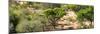 Awesome South Africa Collection Panoramic - Savanna Landscape II-Philippe Hugonnard-Mounted Photographic Print