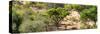 Awesome South Africa Collection Panoramic - Savanna Landscape II-Philippe Hugonnard-Stretched Canvas