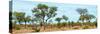 Awesome South Africa Collection Panoramic - Savanna Landscape-Philippe Hugonnard-Stretched Canvas