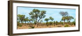 Awesome South Africa Collection Panoramic - Savanna Landscape-Philippe Hugonnard-Framed Photographic Print