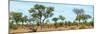 Awesome South Africa Collection Panoramic - Savanna Landscape-Philippe Hugonnard-Mounted Photographic Print