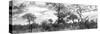 Awesome South Africa Collection Panoramic - Savannah Landscape B&W-Philippe Hugonnard-Stretched Canvas