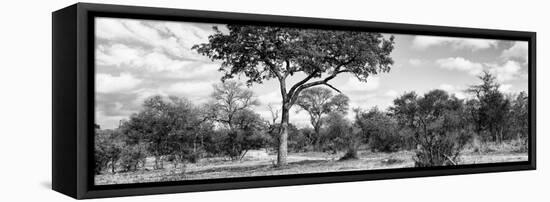 Awesome South Africa Collection Panoramic - Savannah Landscape B&W-Philippe Hugonnard-Framed Stretched Canvas