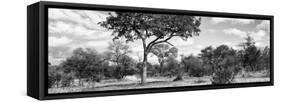 Awesome South Africa Collection Panoramic - Savannah Landscape B&W-Philippe Hugonnard-Framed Stretched Canvas