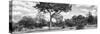 Awesome South Africa Collection Panoramic - Savannah Landscape B&W-Philippe Hugonnard-Stretched Canvas