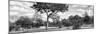 Awesome South Africa Collection Panoramic - Savannah Landscape B&W-Philippe Hugonnard-Mounted Photographic Print