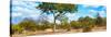 Awesome South Africa Collection Panoramic - Savannah Landscape II-Philippe Hugonnard-Stretched Canvas
