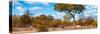 Awesome South Africa Collection Panoramic - Savannah Landscape III-Philippe Hugonnard-Stretched Canvas
