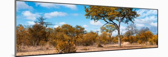 Awesome South Africa Collection Panoramic - Savannah Landscape III-Philippe Hugonnard-Mounted Photographic Print