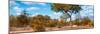 Awesome South Africa Collection Panoramic - Savannah Landscape III-Philippe Hugonnard-Mounted Photographic Print